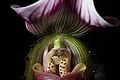 Paphiopedilum callosum