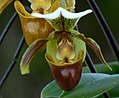 Paphiopedilum insigne