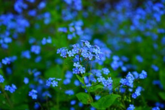 Blue Flowers make an excellent monochromatic scheme