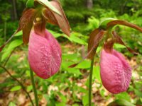 Lady Slipper Orchid