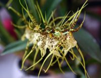 Brassia