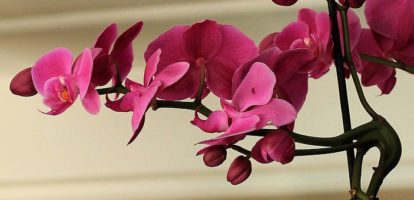 Orchid make wonderful houseplants