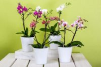 Orchids do well in the right temperature