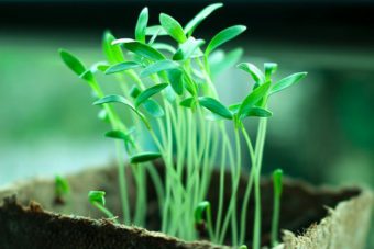 3 of the Best Electric Propagators to Start your Seeds in