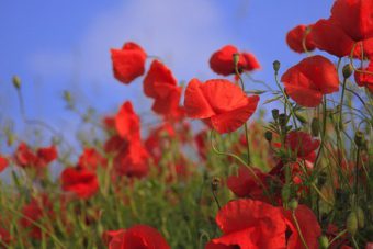 Red flowers make an excellent colour scheme