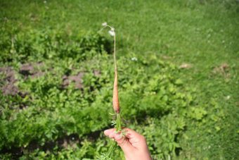 Growing Baby Vegetables in the Container Garden- Smaller is Better