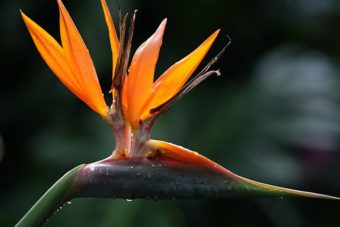 STRELITZIA