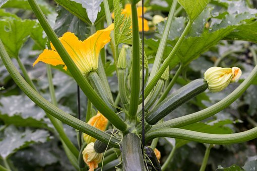 Growing Baby Vegetables in the Container Garden- Smaller is Better ...