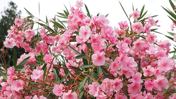 Nerine oleander