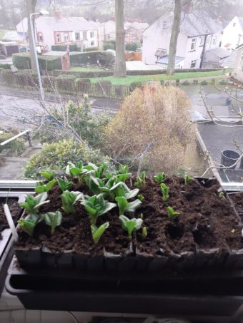 Root Trainers are recommended for broad beans