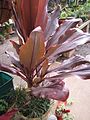 Cordyline fruticosa