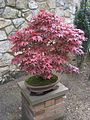 Acer palmatum bonsai