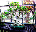 Ficus Bonsai