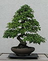 Hawthorn Bonsai