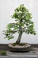 Hornbeam bonsai