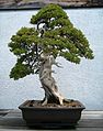 Juniper Bonsai