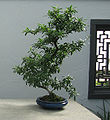 Pyracantha bonsai