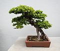 Sageretia Bonsai