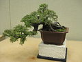 Ulmus Bonsai