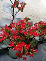 Red Kalanchoe