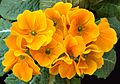 Orange Primula