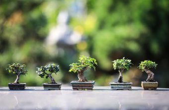 Bonsai make excellent houseplants