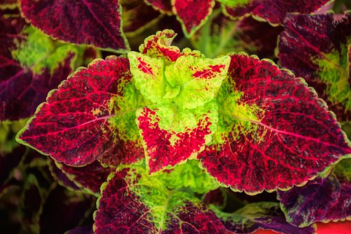 Use Coleus to add hot and dark colours.