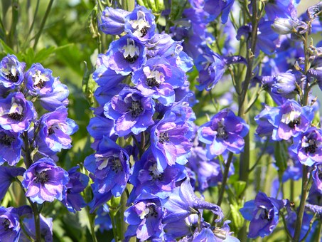Delphiniums are freat in this colour scheme