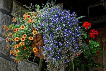 Hanging baskets are a delight in summer