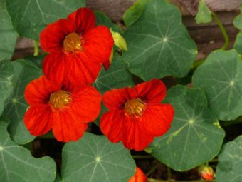 Nasturiums make an ideal trailing plant in hanging baskets