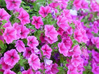 Petunia make ideal upright and trailing plants