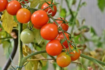 Do you want to grow better tomatoes?