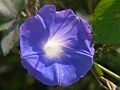 Ipomoea rubro-caerulea