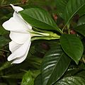 Gardenia