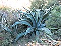 Agave americana