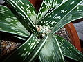 Aloe variegata