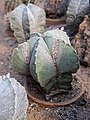 Astrophytum myriostigma