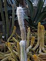 Cephalocereus senilis