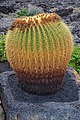 Echinocactus grusonii