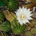 Echinopsis eyriesii