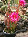 Epiphyllum