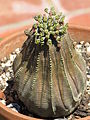 Euphorbia obesa