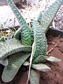 Gasteria verrucosa