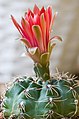 Gymnocalycium baldianum