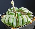 Haworthia truncata