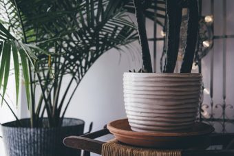 Troubleshooting Guide for Houseplants