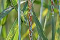 Rust on leaves