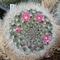 Mammillaria bocasana_