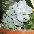 Pachyphytum oviferum