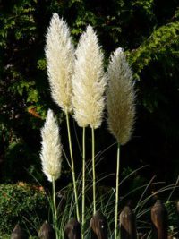 Pampas grass is often bought as large containers